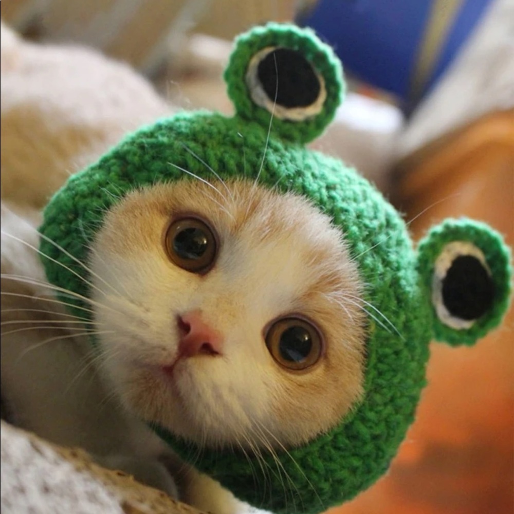 Frog Design Pet Headwear 🐈